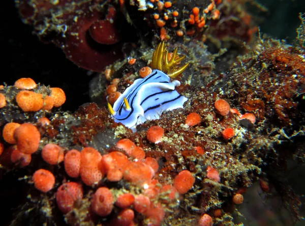 Chromodoris Lochi Nudibranch Boracay Island Philippines — Photo