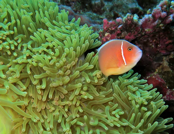 Pink Skunk Clownfish Pink Anemonefish Boracay Island Philippines — Stock Photo, Image