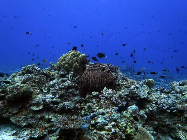 Giant Barrel Sponge Shallow Reef Maniquin Island Philippines — 图库照片