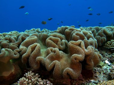 A Mushroom soft coral on a shallow reef Boracay island Philippines