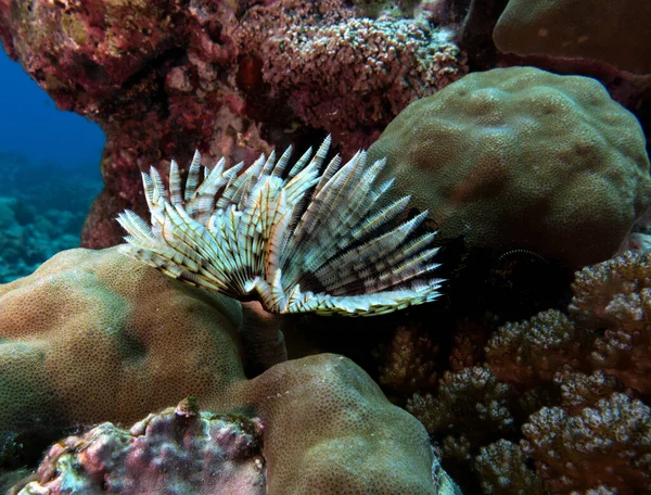 White Tube Worm Shallow Reef Boracay Island Philippines — Fotografia de Stock