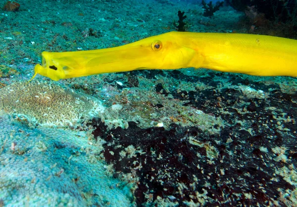 A yellow Trumpetfish swimming on a wreck Boracay Island Philippines