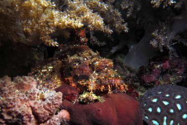 Bearded scorpionfish camouflaged amongst corals Cebu Philippines