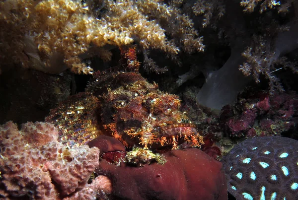 Покриті Скорпіонною Рибою Камуфляжі Серед Коралів Цебу Філіппіни — стокове фото