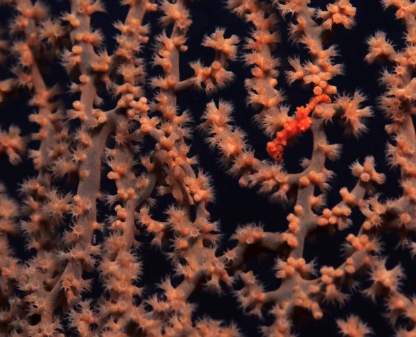 Denise pygmy seahorse, also known as Hippocampus denise hiding in a gorgonian fan coral Cebu Philippines