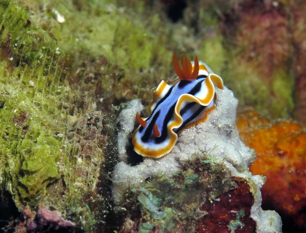 Přední Snímek Chromodoris Annae Nudibranch Filipínách — Stock fotografie