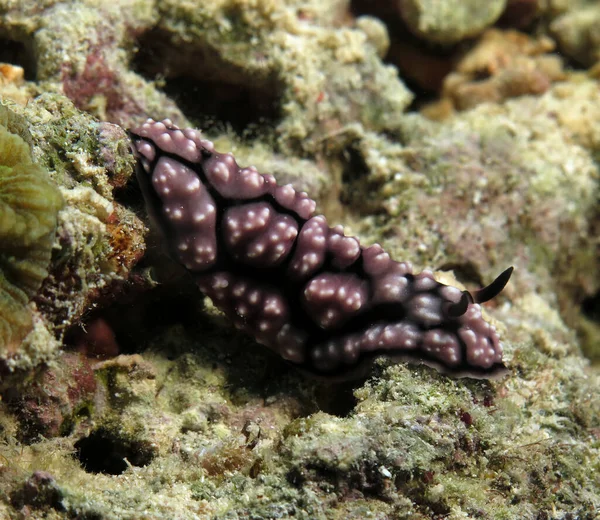 Phyllidiella Pustulosa Nudibranch Corals Cebu Philippines — Foto de Stock