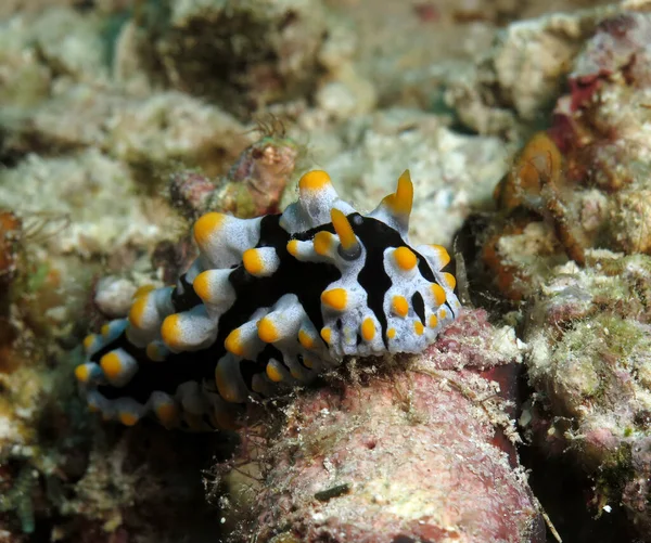 Front view of a Phyllidia Varicosa nudibranch in Cebu Philippines
