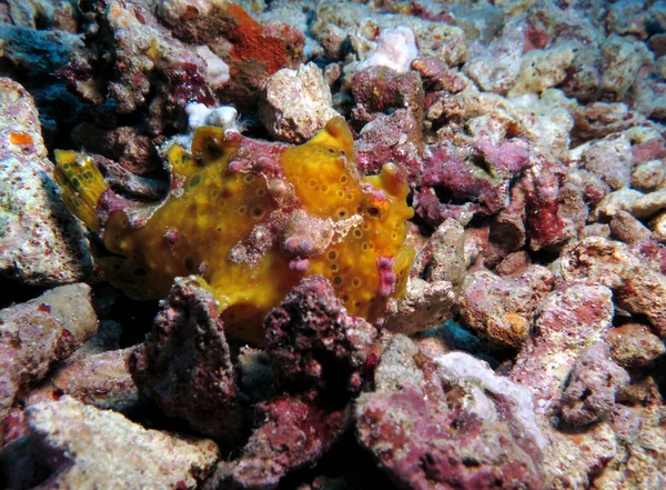 Close View Warty Frogfish Rocks Pescador Island Philippines — Stockfoto