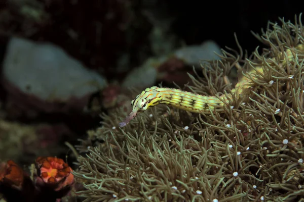 Schultz Pipefish Corals Panagsama Beach Cebu Philippines — Stock Photo, Image