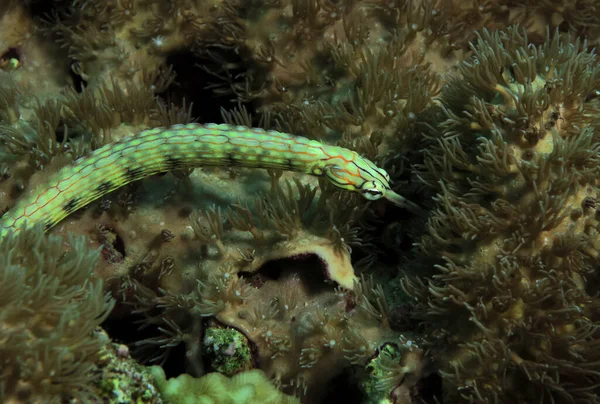 Bir Schultz boru balığı mercanlar üzerinde Panagsama plajı Cebu Filipinler