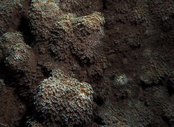 Goniopora Soft Coral Cebu Philippines — Stockfoto