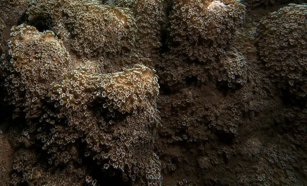 Goniopora Soft Coral Cebu Philippines — Fotografia de Stock