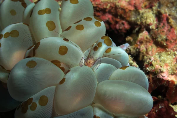 A Bubble coral shrimp in a bubble coral Cebu Philippines