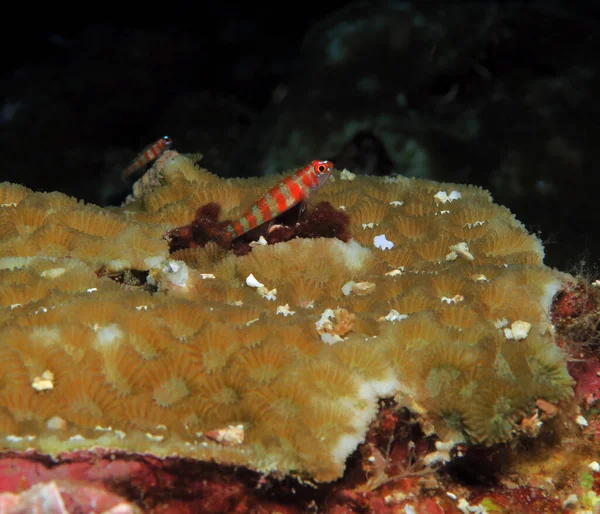 Red Striped Goby Brown Coral Cebu Philippines — Stok fotoğraf