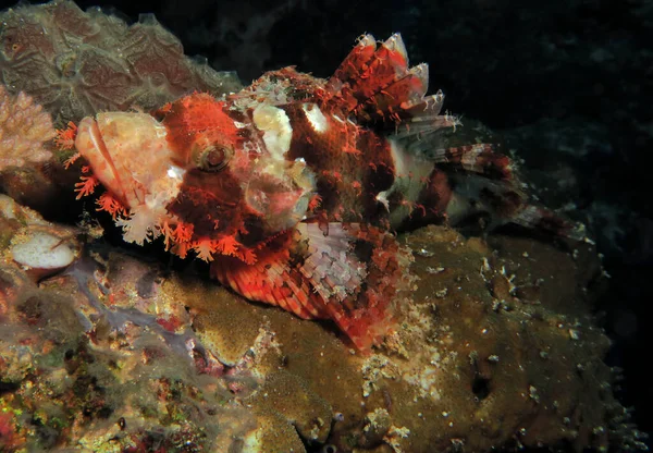 Front View Bearded Scorpionfish Resting Corals Cebu Philippines — Stockfoto