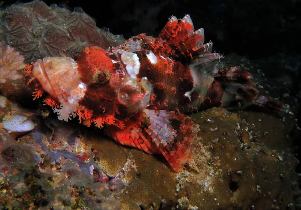 Front View Bearded Scorpionfish Resting Corals Cebu Philippines — Stock Fotó