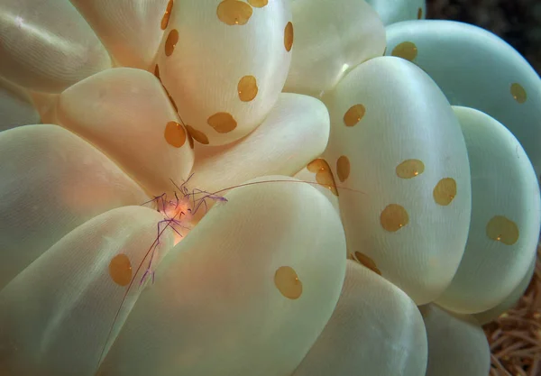 Bubble Coral Shrimp Hiding Bubble Coral Cebu Philippines — Fotografia de Stock