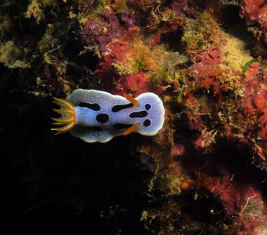 A Chromodoris Dianae nudibranch Boracay Philippines 