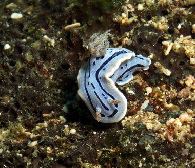 A Chromodoris Willani nudibranch Boracay Philippines