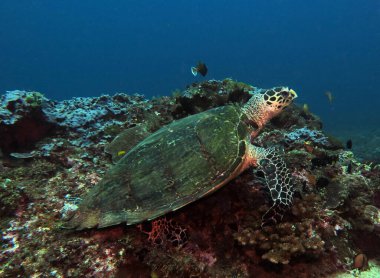 A Hawksbill turtle resting on corals Boracay Philippines