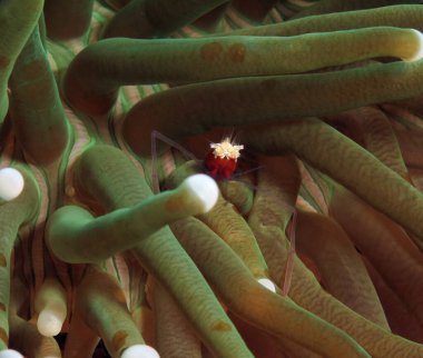 A Mushroom coral Shrimp sheltered in the tentacles of the anemone Boracay Philippines