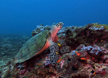 A Hawksbill turtle resting on corals Boracay Philippines
