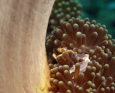 A Porcelain crab on anemone Boracay Philippines 