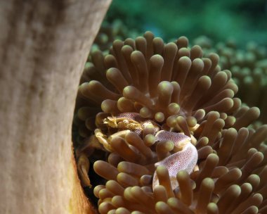 A Porcelain crab on anemone Boracay Philippines 