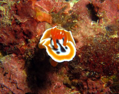 A Chromodoris Magnifica nudibranch crawling Boracay Island Philippines