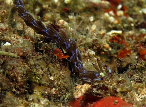 Blue Dragon Nudibranch Crawling Corals Boracay Philippines — Stock fotografie