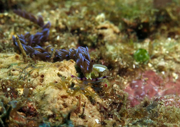 Blue Dragon Nudibranch Crawling Corals Boracay Philippines — Stockfoto