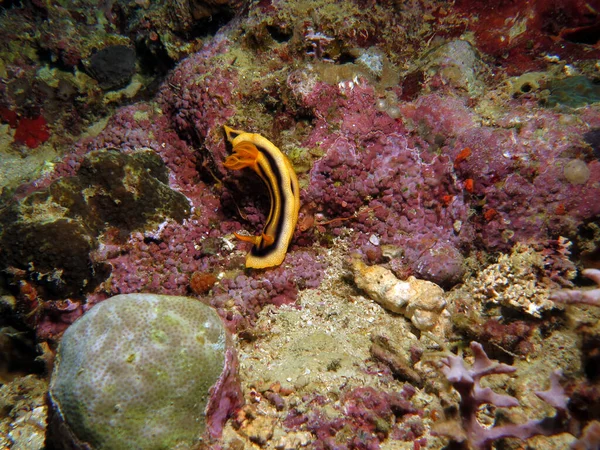 A Chromodoris Joshi nudibranch crawling on rocks Boracay Island Philippines