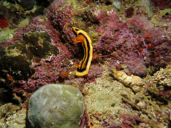 Chromodoris Joshi Nudibranch Crawling Rocks Boracay Island Philippines — Stockfoto