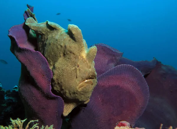 Green Frogfish Purple Coral Boracay Philippines — Stock Fotó