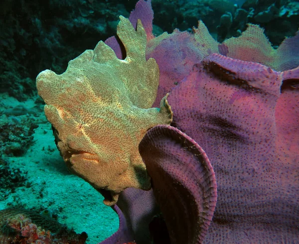 Green Frogfish Purple Coral Boracay Philippines — Stockfoto