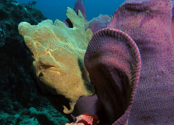 Green Frogfish Purple Coral Boracay Philippines — Stock Photo, Image