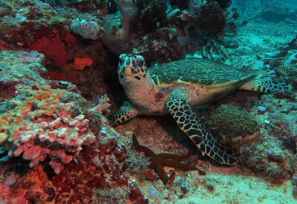 Hawksbill Turtle Resting Shallow Reef Boracay Philippines — Stok fotoğraf