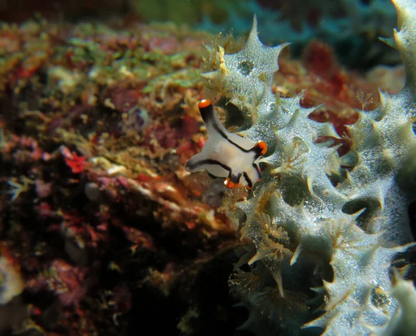 Thecacera Picta Nudibranch Grey Coral Boracay Island Philippines — Stockfoto