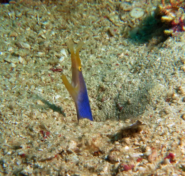 Ribbon Eel Also Known Leaf Nosed Moray Eel Boracay Island — Foto de Stock