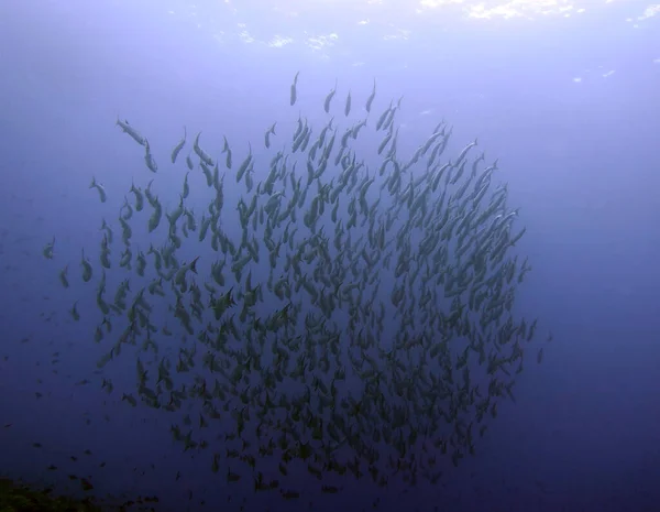 School of Barracudas Maniquin Island Philippines