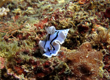 A Chromodoris Willani nudibranch Boracay Philippines