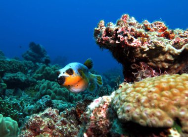 Seal Faced Pufferfish swimming  Boracay Island Philippines