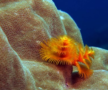 Christmas tree worm, Spirobranchus giganteus Boracay Island Philippines