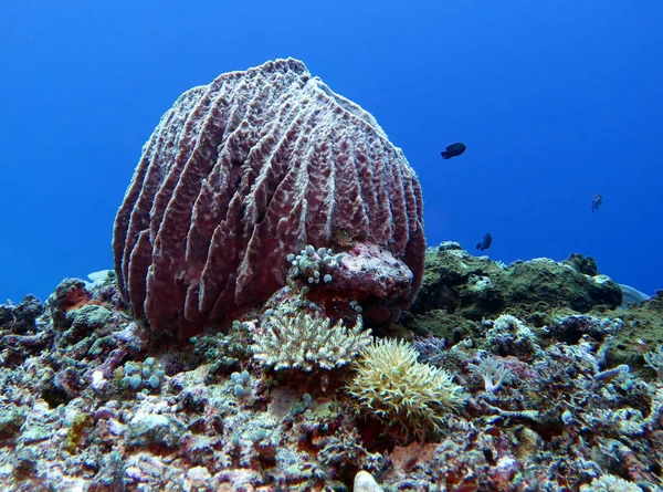 Brown Giant Barrel Sponge Maniquin Island Philippines — Stockfoto