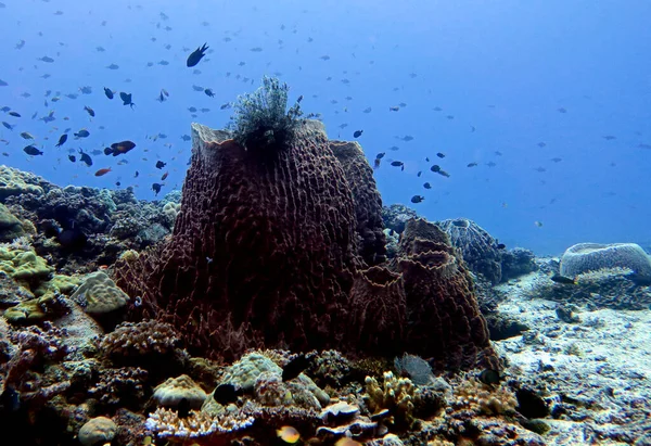 Brown Giant Barrel Sponge Maniquin Island Philippines — 图库照片