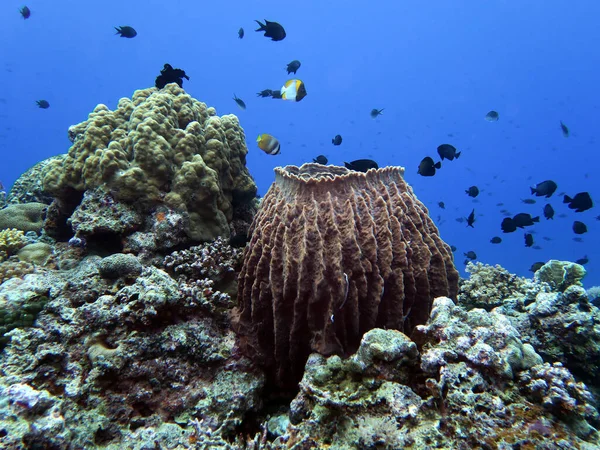 A giant barrel sponge in a shallow reef Maniquin Island Philippines
