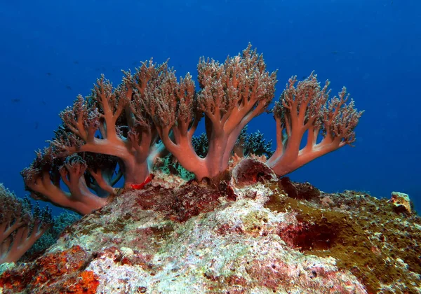 Lemnalia Soft Coral Shallow Reef Boracay Island Philippines — 图库照片