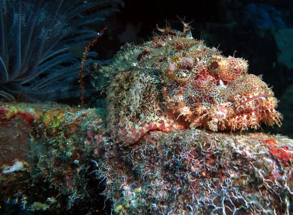 Egy Szakállas Skorpióhal Álcázva Egy Roncson Boracay Island Fülöp Szigetek — Stock Fotó
