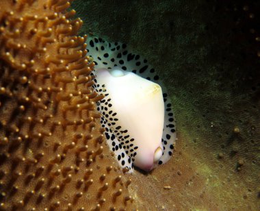 Black-spotted egg cowrie Boracay Island Philippines